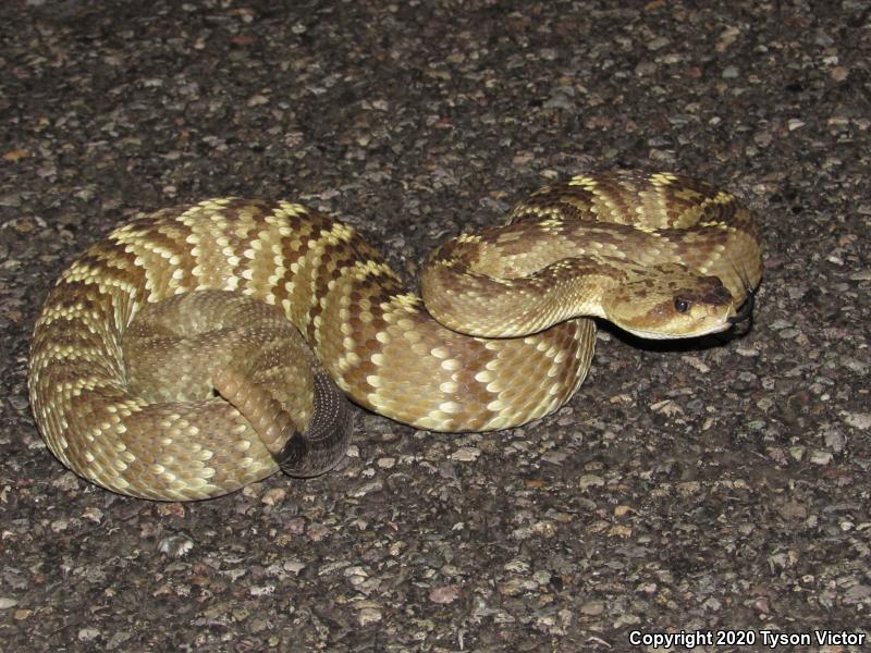 Northern Black-tailed Rattlesnake (Crotalus molossus molossus)