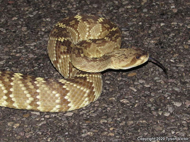 Northern Black-tailed Rattlesnake (Crotalus molossus molossus)