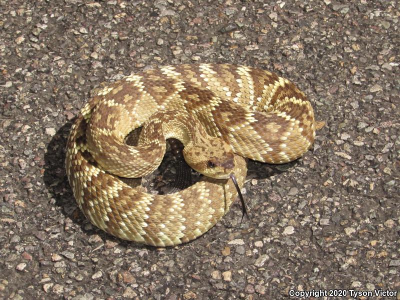 Northern Black-tailed Rattlesnake (Crotalus molossus molossus)