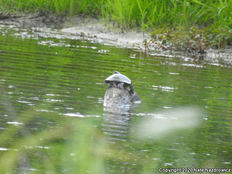 Painted Turtle (Chrysemys picta)