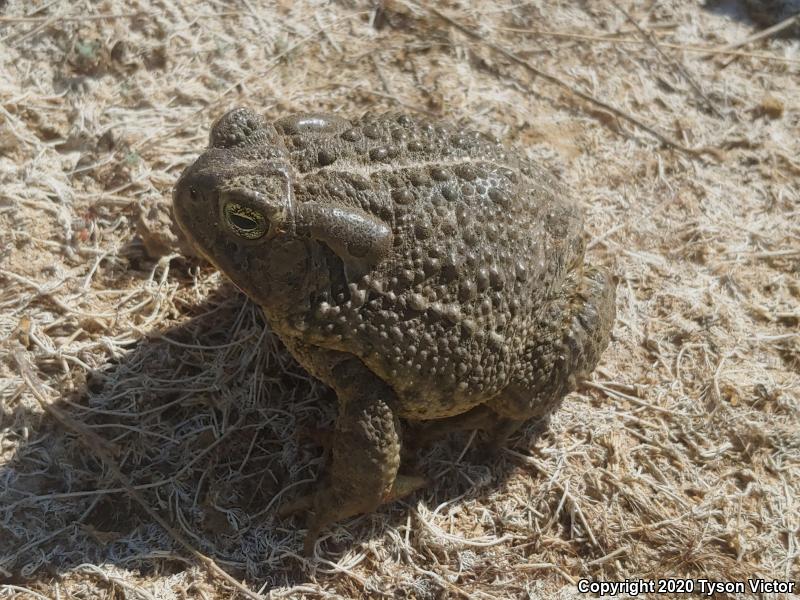 Woodhouse's Toad (Anaxyrus woodhousii woodhousii)