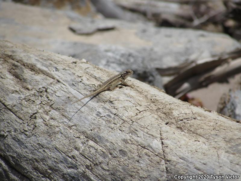 Northern Sagebrush Lizard (Sceloporus graciosus graciosus)