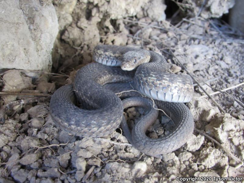 Wandering Gartersnake (Thamnophis elegans vagrans)