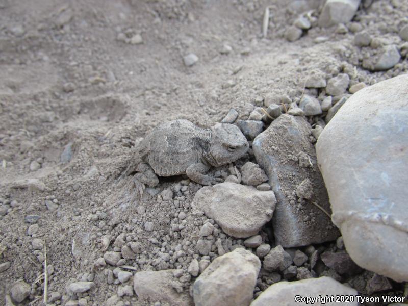 Hernandez's Short-horned Lizard (Phrynosoma hernandesi hernandesi)