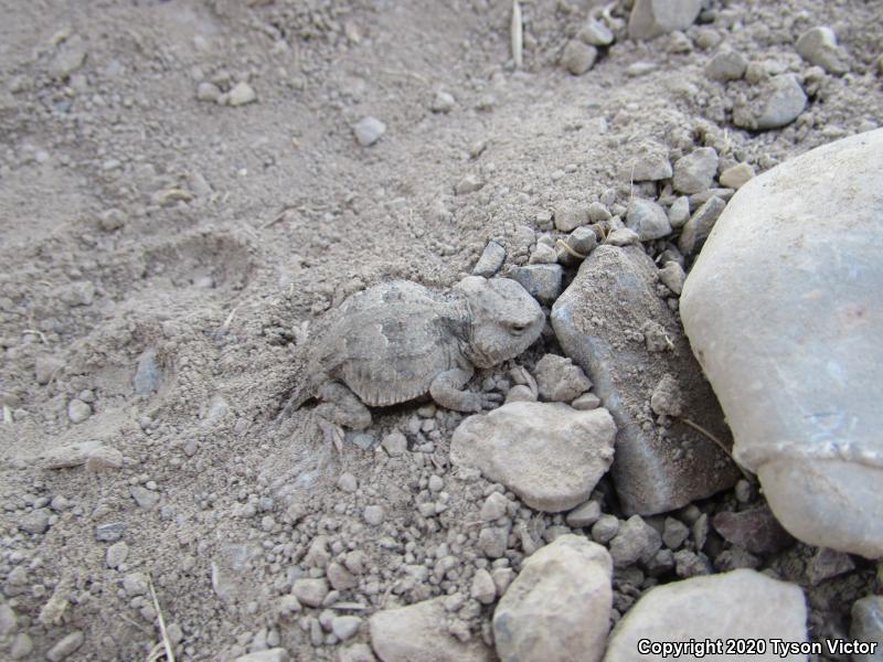 Hernandez's Short-horned Lizard (Phrynosoma hernandesi hernandesi)