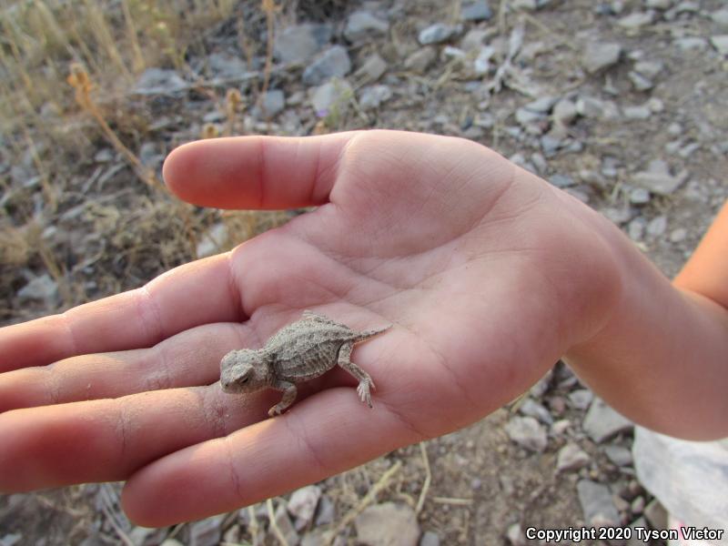 Hernandez's Short-horned Lizard (Phrynosoma hernandesi hernandesi)