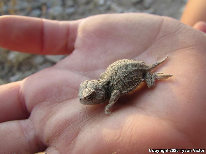 Hernandez's Short-horned Lizard (Phrynosoma hernandesi hernandesi)