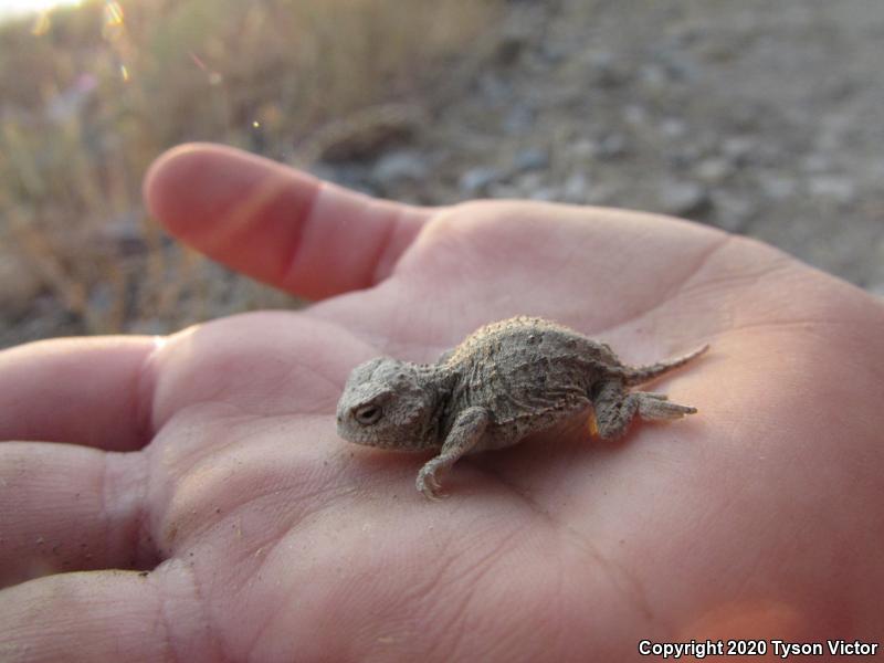 Hernandez's Short-horned Lizard (Phrynosoma hernandesi hernandesi)