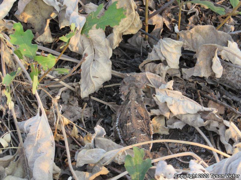 Hernandez's Short-horned Lizard (Phrynosoma hernandesi hernandesi)