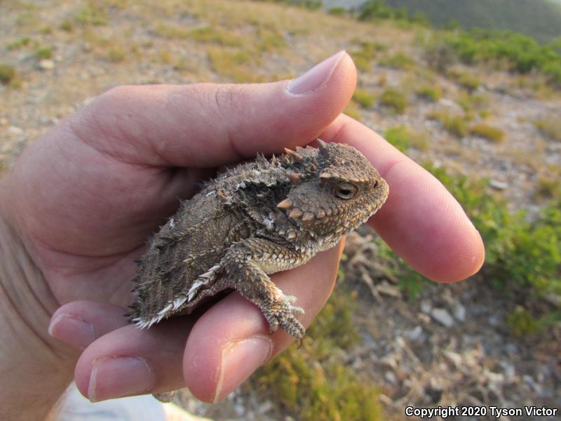 Hernandez's Short-horned Lizard (Phrynosoma hernandesi hernandesi)