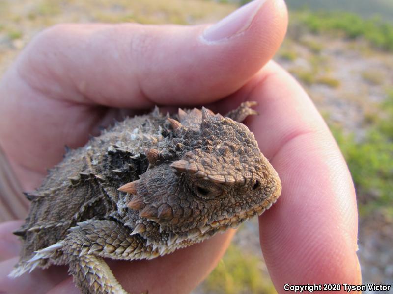 Hernandez's Short-horned Lizard (Phrynosoma hernandesi hernandesi)