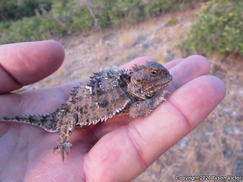 Hernandez's Short-horned Lizard (Phrynosoma hernandesi hernandesi)