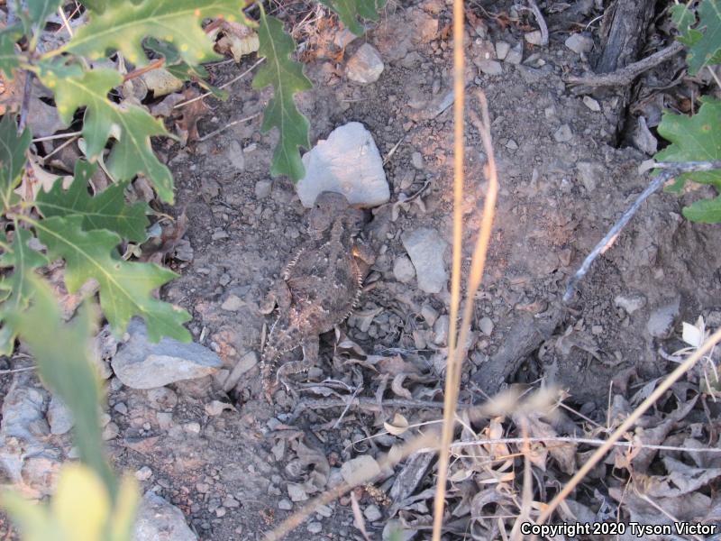 Hernandez's Short-horned Lizard (Phrynosoma hernandesi hernandesi)