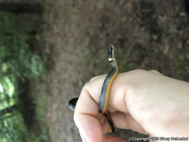 Ring-necked Snake (Diadophis punctatus)