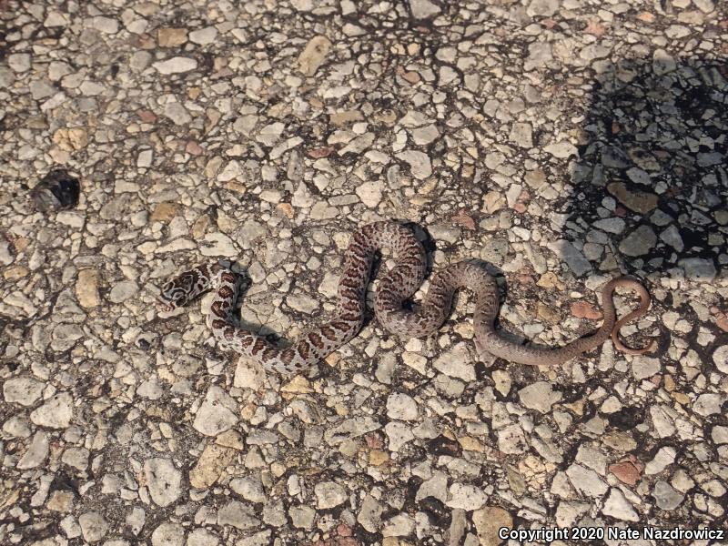 Northern  Black Racer (Coluber constrictor constrictor)