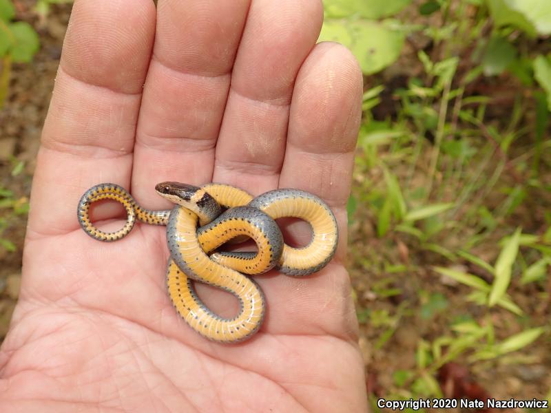 Ring-necked Snake (Diadophis punctatus)