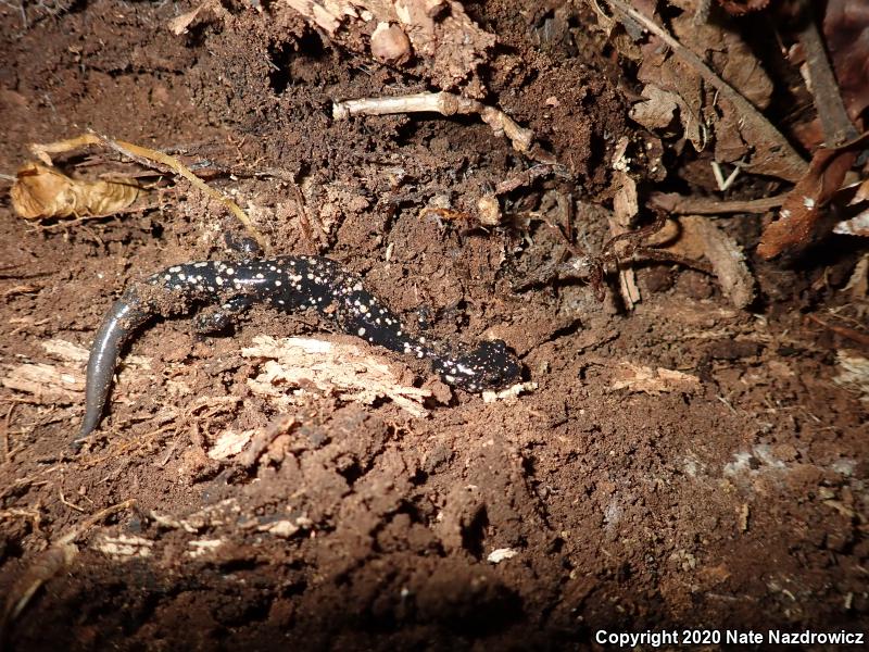 Northern Slimy Salamander (Plethodon glutinosus)