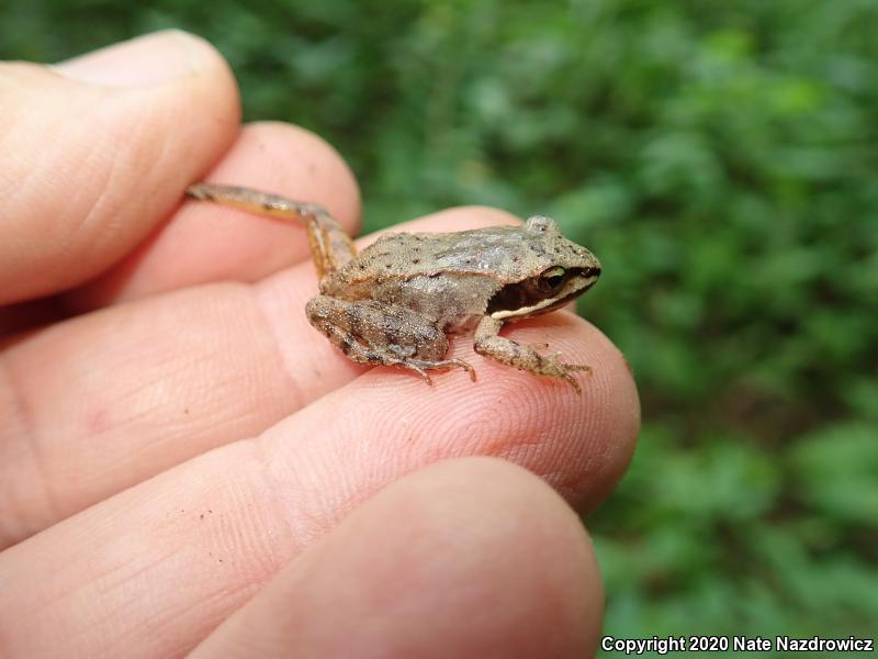 Wood Frog (Lithobates sylvaticus)