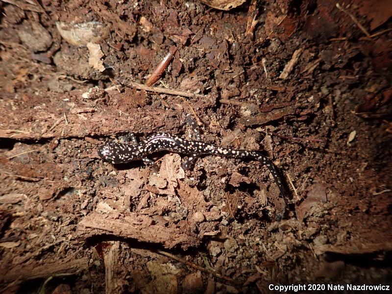 Northern Slimy Salamander (Plethodon glutinosus)