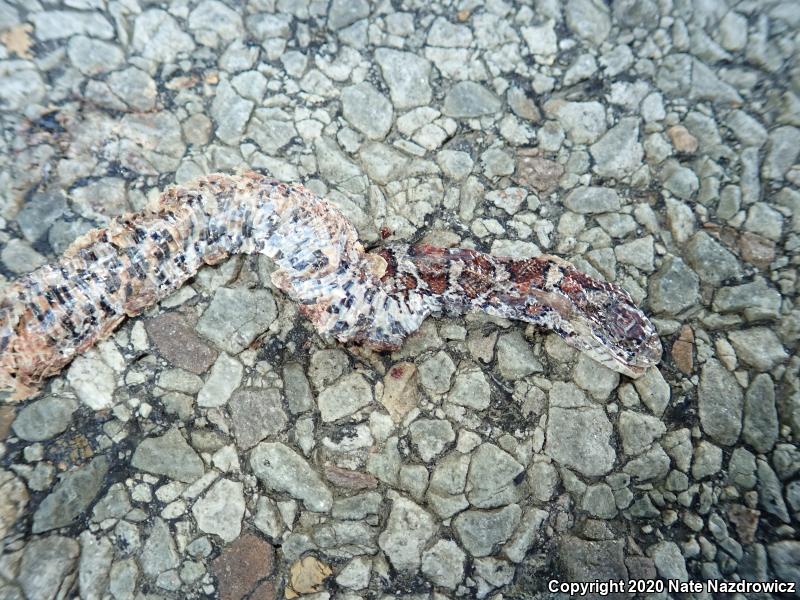 Milksnake (Lampropeltis triangulum)