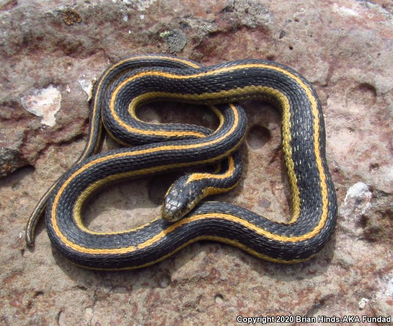 Mountain Gartersnake (Thamnophis elegans elegans)