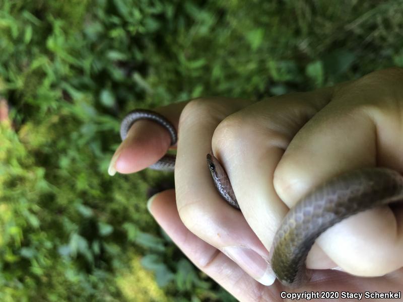 Eastern Wormsnake (Carphophis amoenus)