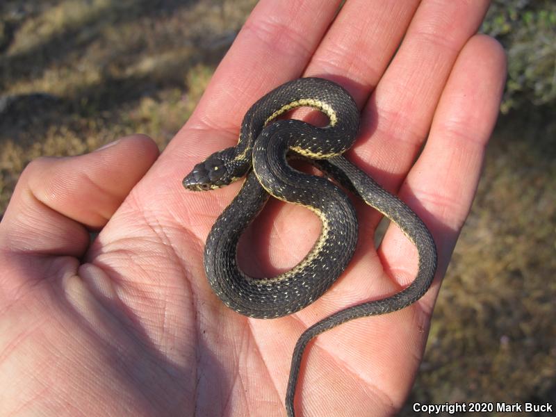 Sierra Gartersnake (Thamnophis couchii)