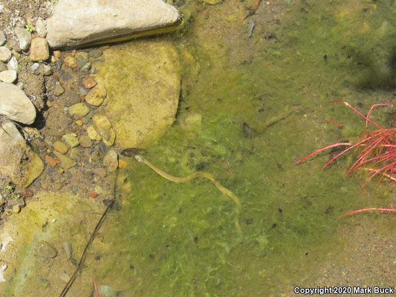 Two-striped Gartersnake (Thamnophis hammondii)