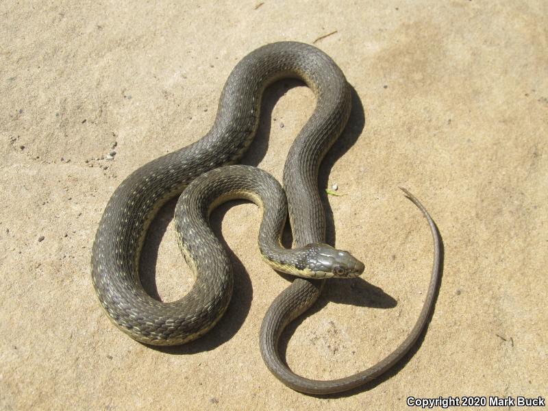 Two-striped Gartersnake (Thamnophis hammondii)