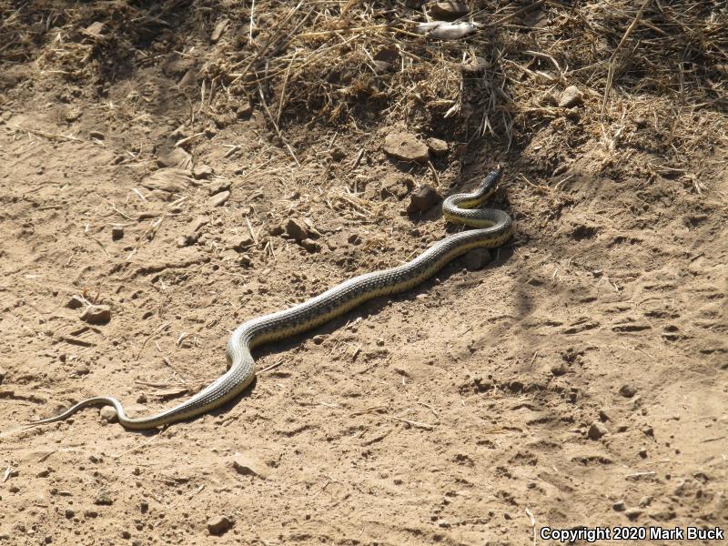 Two-striped Gartersnake (Thamnophis hammondii)