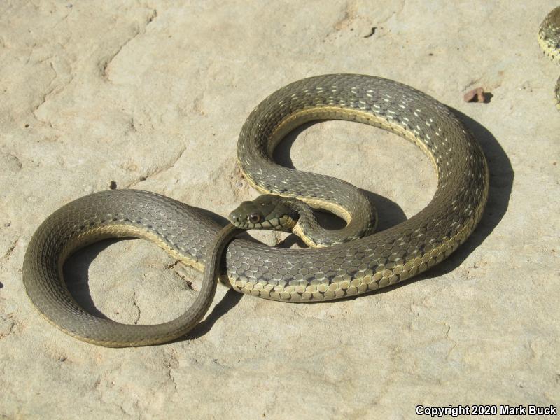 Two-striped Gartersnake (Thamnophis hammondii)