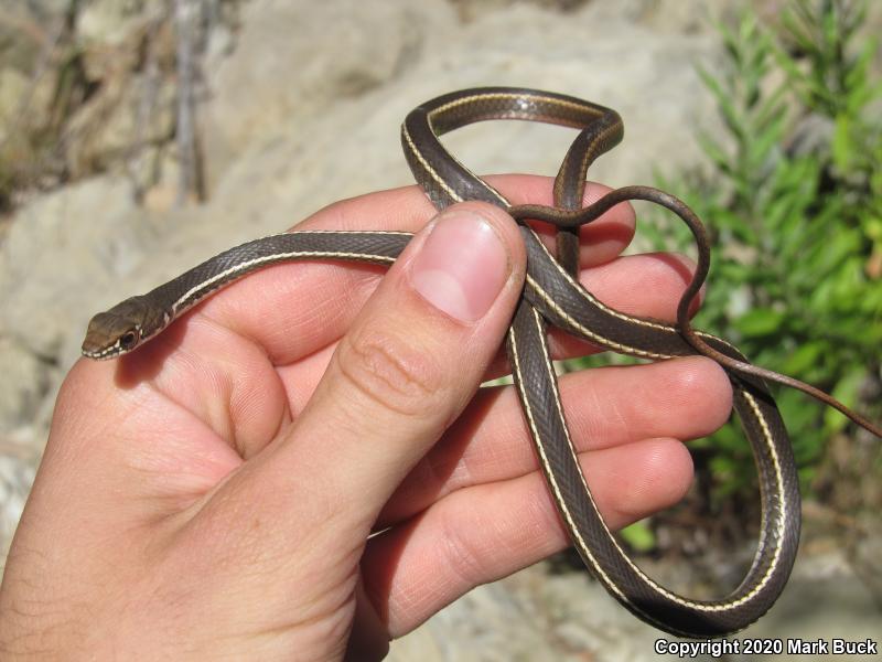 California Striped Racer (Coluber lateralis lateralis)