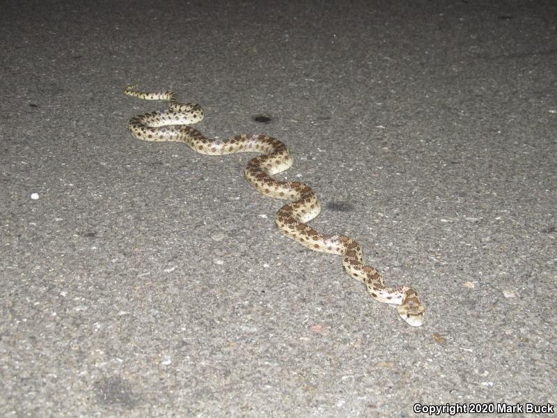 Pacific Gopher Snake (Pituophis catenifer catenifer)