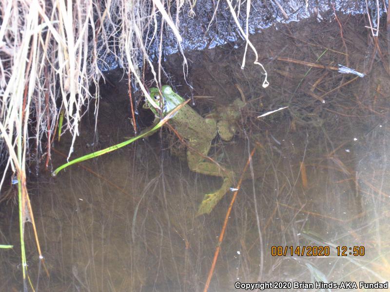 American Bullfrog (Lithobates catesbeianus)