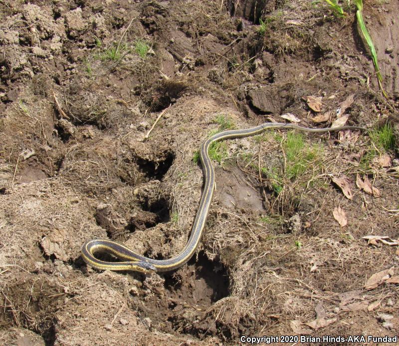 Valley Gartersnake (Thamnophis sirtalis fitchi)