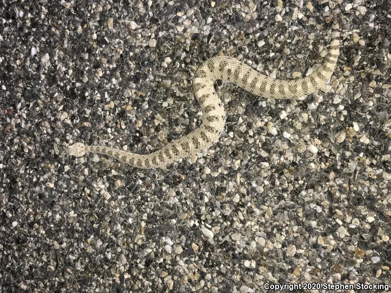 Mojave Desert Sidewinder (Crotalus cerastes cerastes)