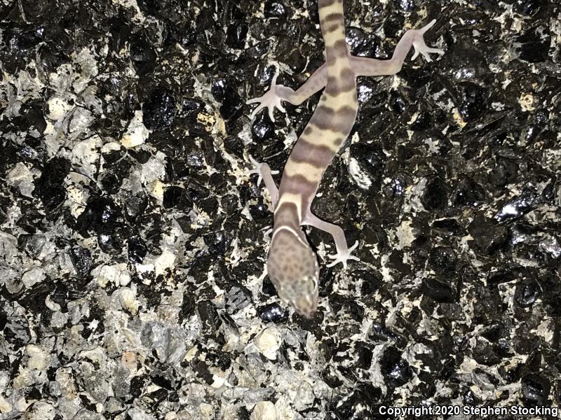 Desert Banded Gecko (Coleonyx variegatus variegatus)