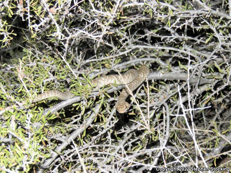 Sonoran Lyresnake (Trimorphodon biscutatus lambda)