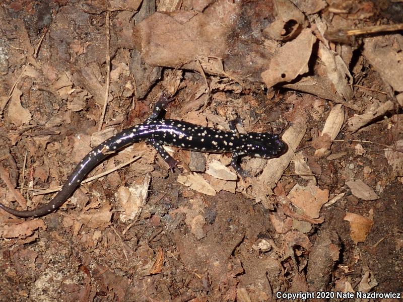 Northern Slimy Salamander (Plethodon glutinosus)