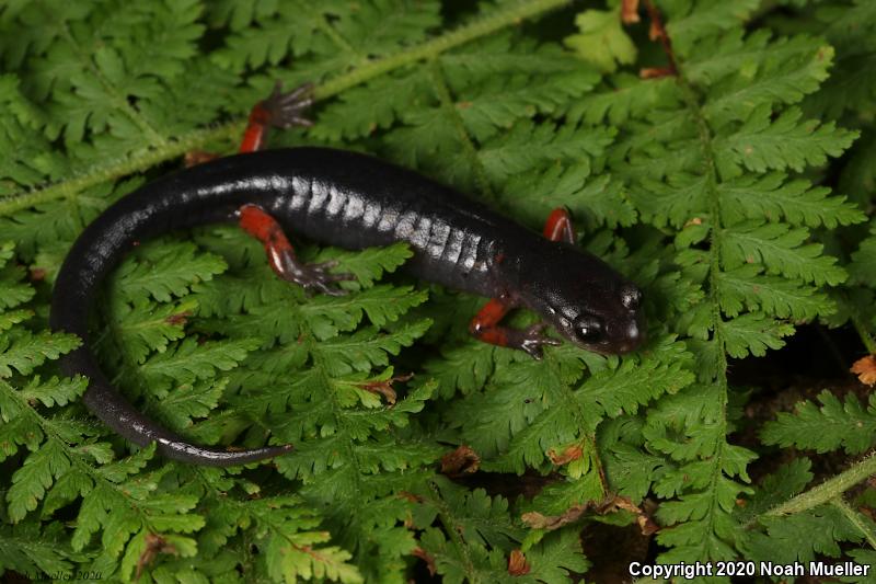 Red-legged Salamander (Plethodon shermani)