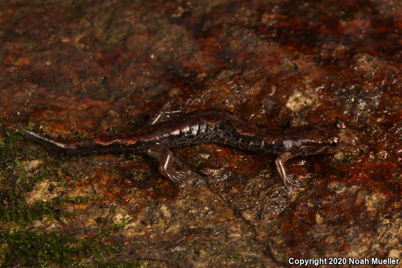 Ocoee Salamander (Desmognathus ocoee)