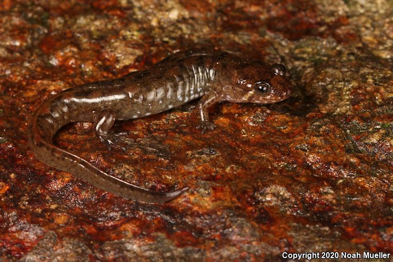 Seal Salamander (Desmognathus monticola)