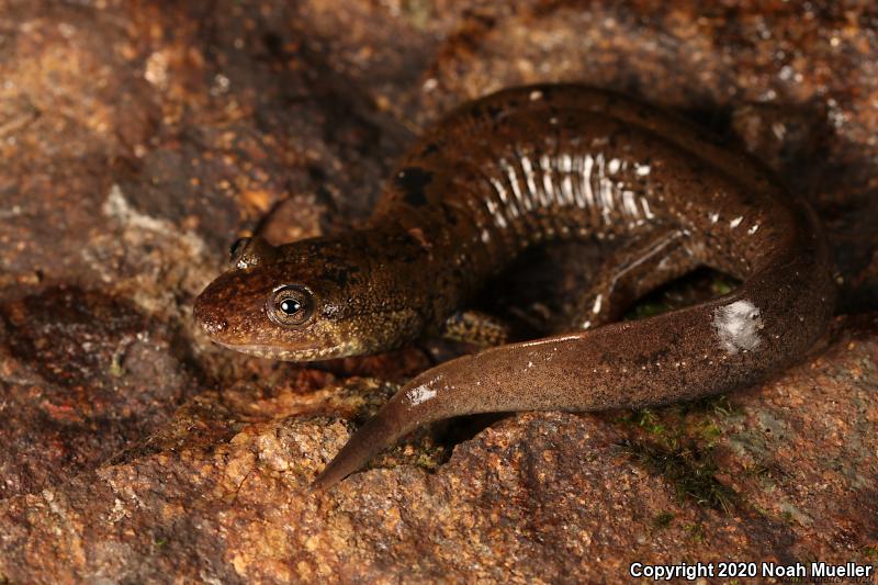 Black-bellied Salamander (Desmognathus quadramaculatus)