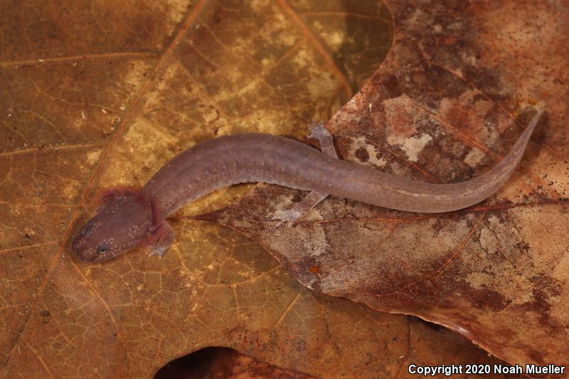 Spring Salamander (Gyrinophilus porphyriticus)