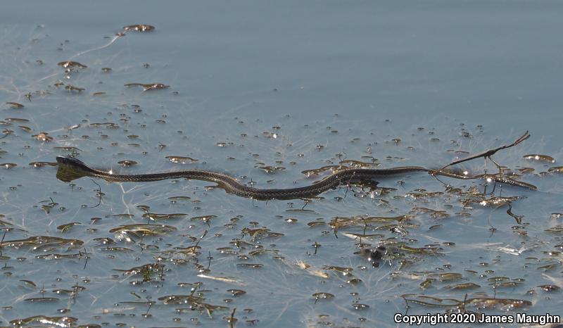 Valley Gartersnake (Thamnophis sirtalis fitchi)