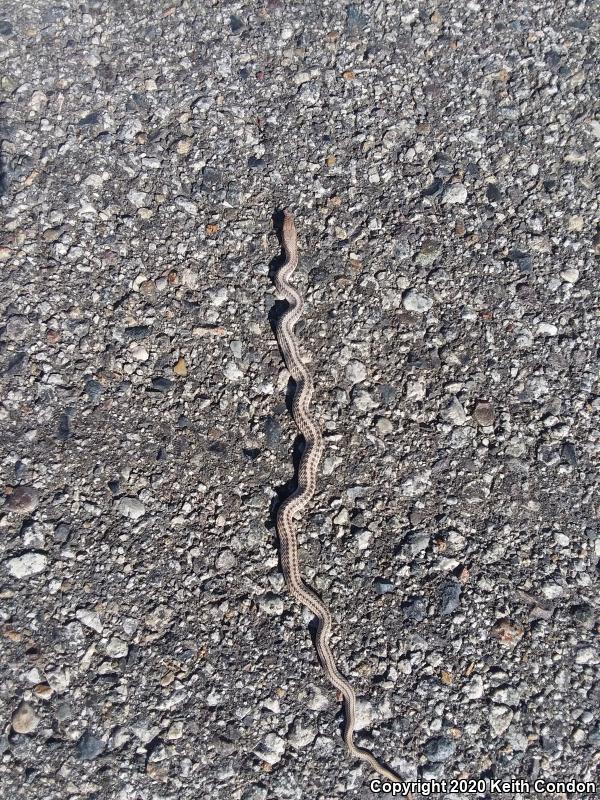 Mojave Patch-nosed Snake (Salvadora hexalepis mojavensis)