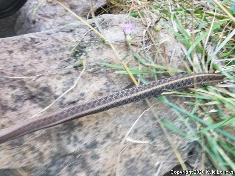 Eastern Gartersnake (Thamnophis sirtalis sirtalis)