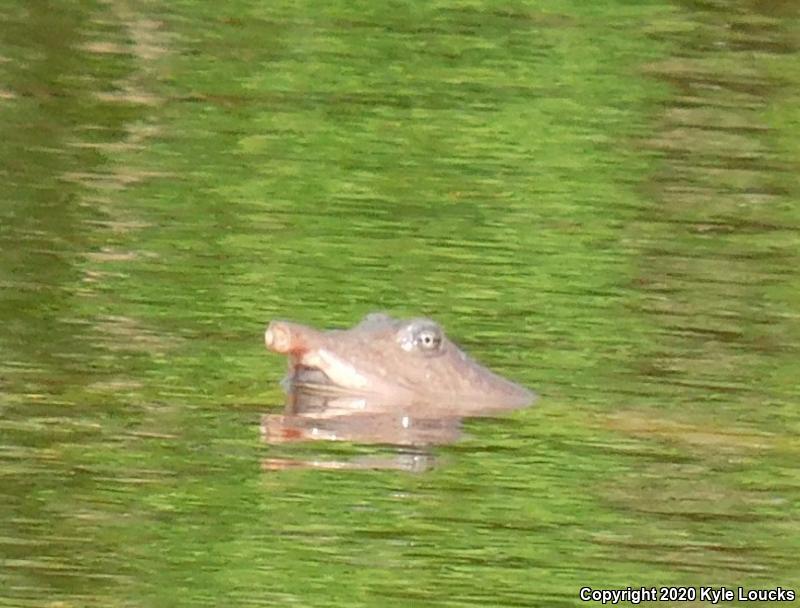 Florida Softshell (Apalone ferox)