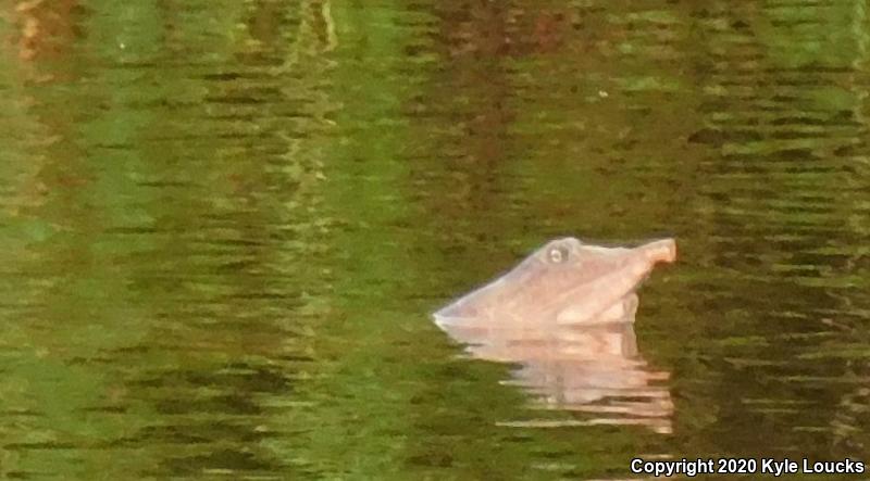 Florida Softshell (Apalone ferox)