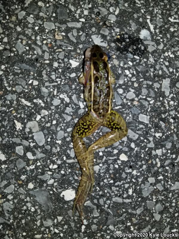 Florida Leopard Frog (Lithobates sphenocephalus sphenocephalus)